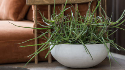 Aloe - Pianta da interno verde