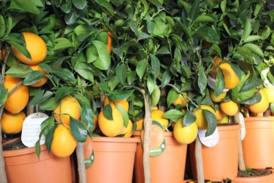 piante di arancio