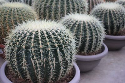 piante di Cactus