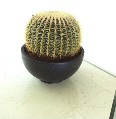 Cactus - Pianta da interno verde