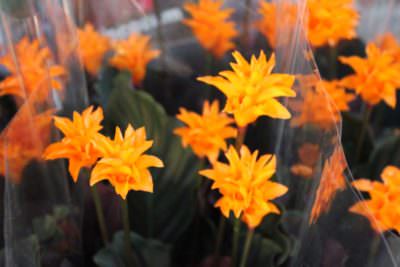 Calathea crocata arancione