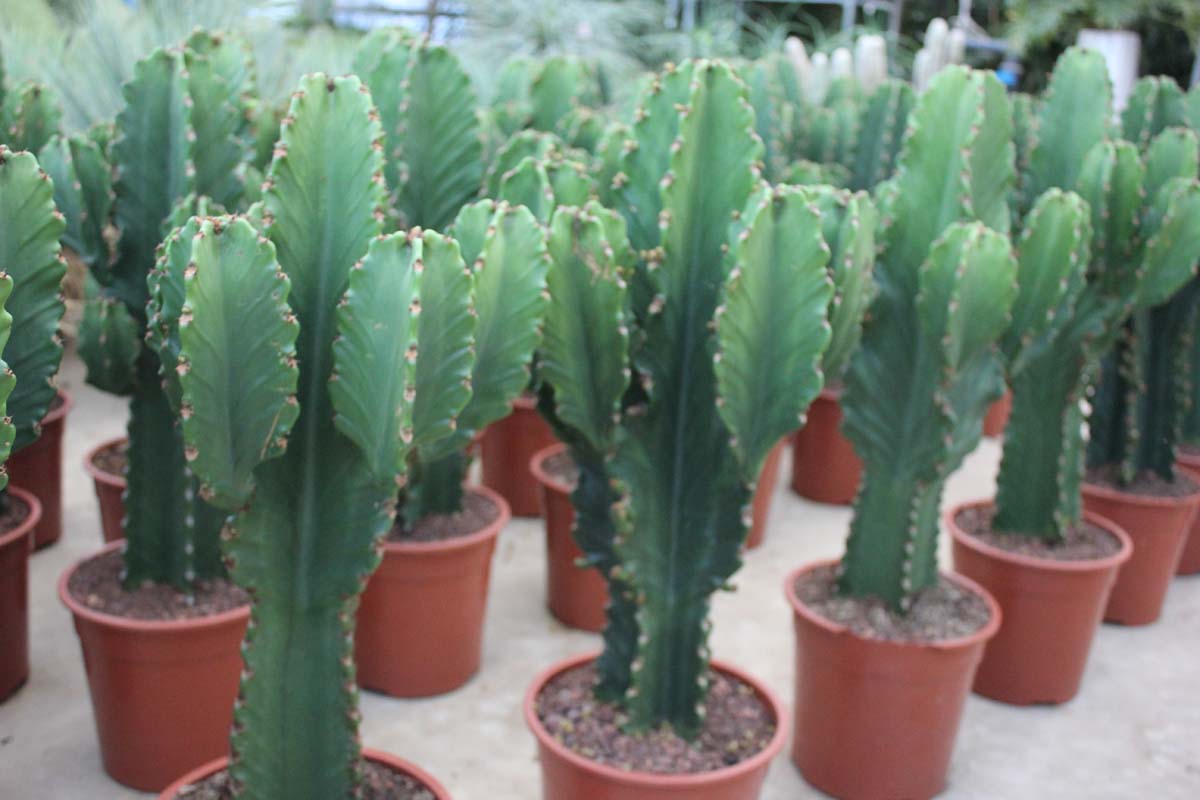Euphorbia Ingens
