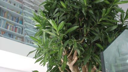 DRACAENA REFLEXA PLEOMELE