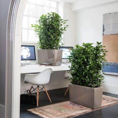 Vasi Lechuza da ufficio con piante verdi da interno