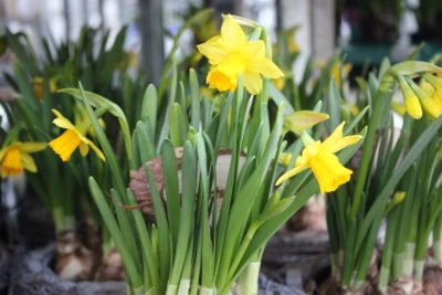 piante di Narciso giallo