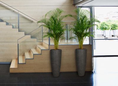Vasi Niewkoop con piante verde vicino alle scale
