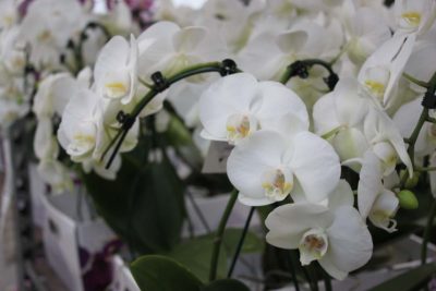 Orchidea Falena bianca