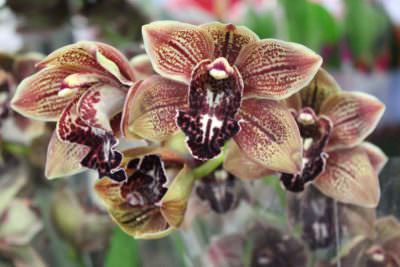 Orchidea cymbidium