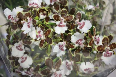 Orchidea oncidium