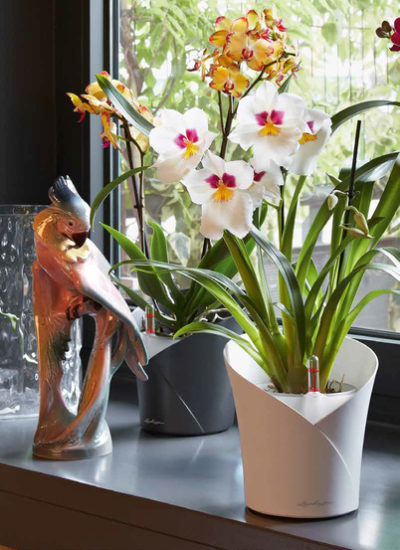 piante di Orchidee in vaso