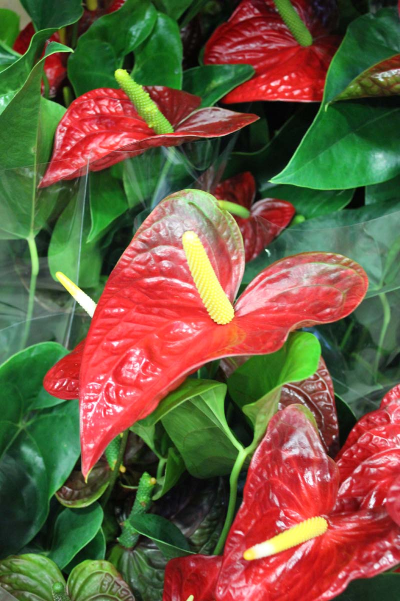 Anthurium rossa - Pianta da interno fiorita