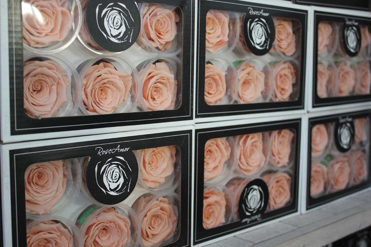 rose naturali stabilizzate colore cipria in scatola
