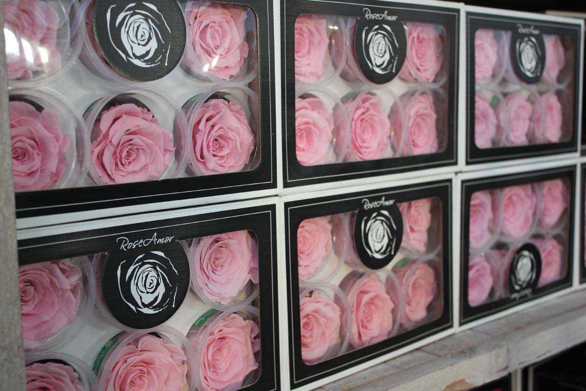 rose naturali stabilizzate rosa in scatola