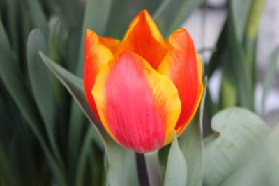 Tulipano arancione e giallo