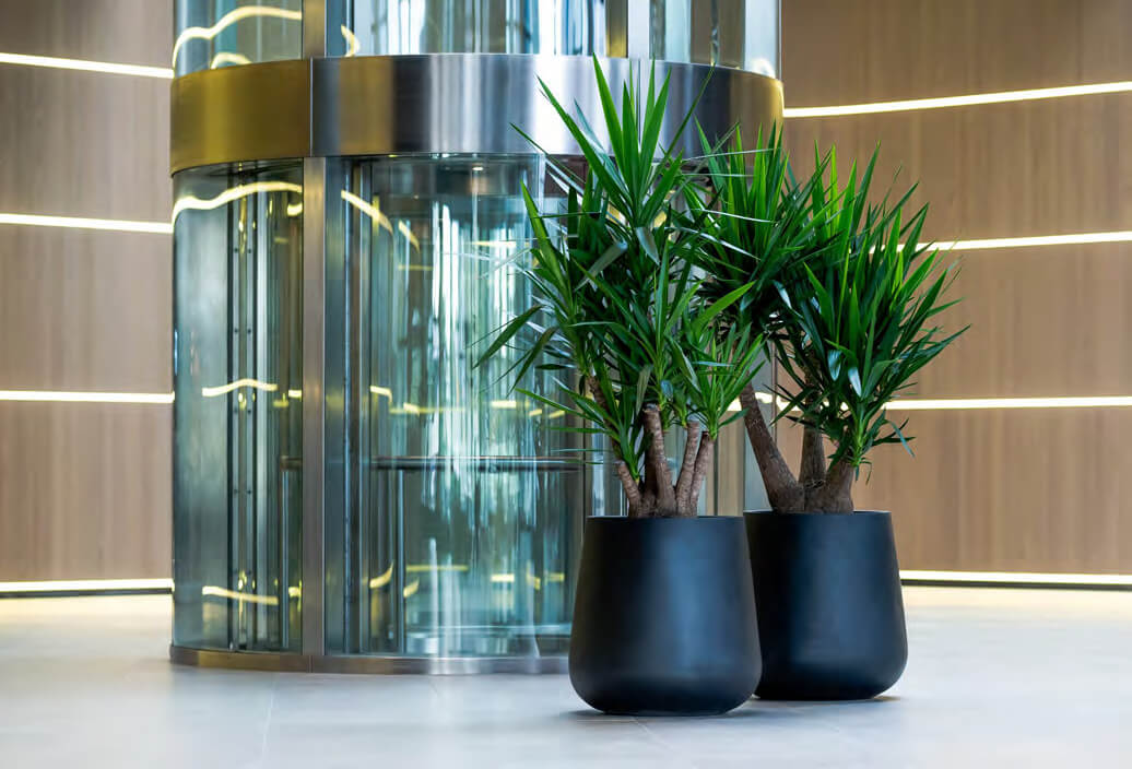 Yucca - Pianta da interno verde