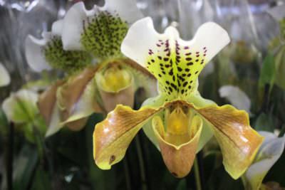 orchidea Paphiopedilum