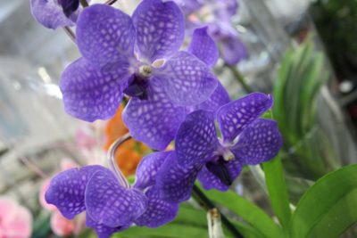 orchidea vanda viola