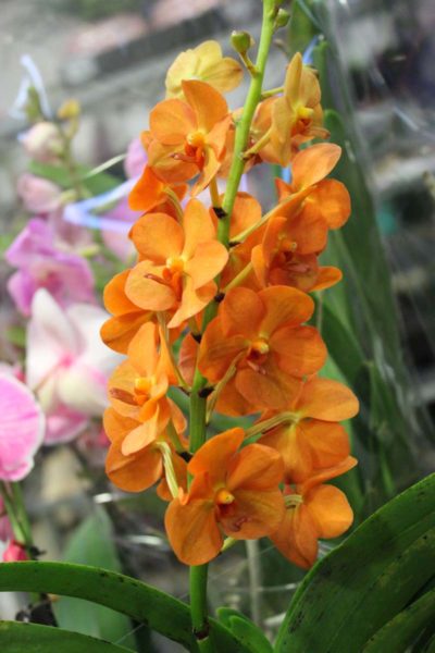 orchidea vanda arancione