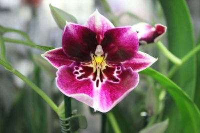 orchidea Miltonia