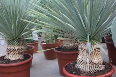 yucca rostrata