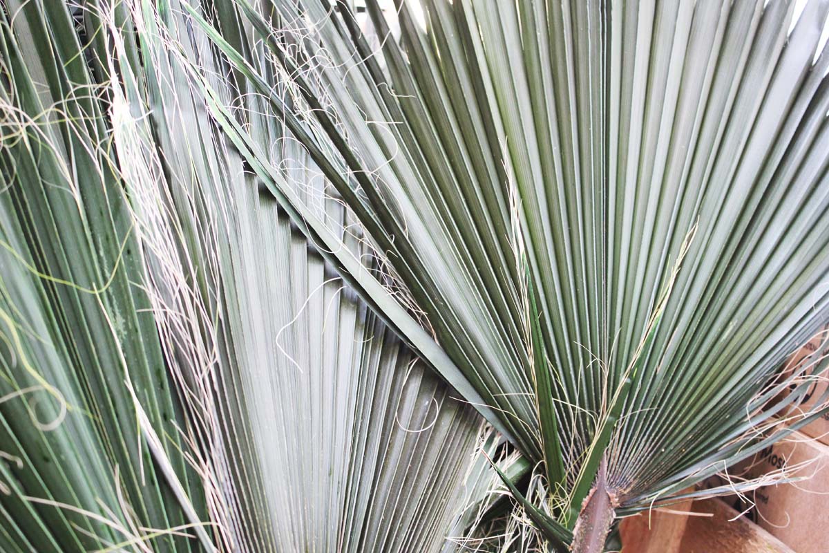 Washingtonia Stabilizzata