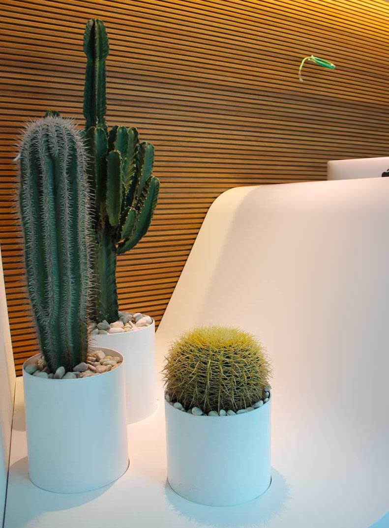 cactus di vario tipo