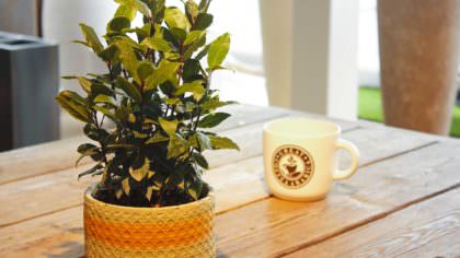 erbe aromatiche - alloro