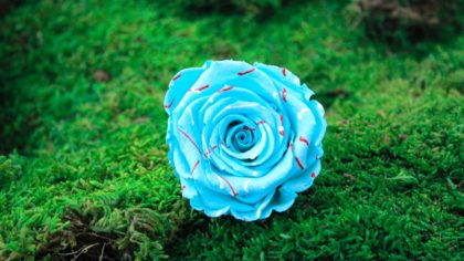 rosa naturale stabilizzata azzurra