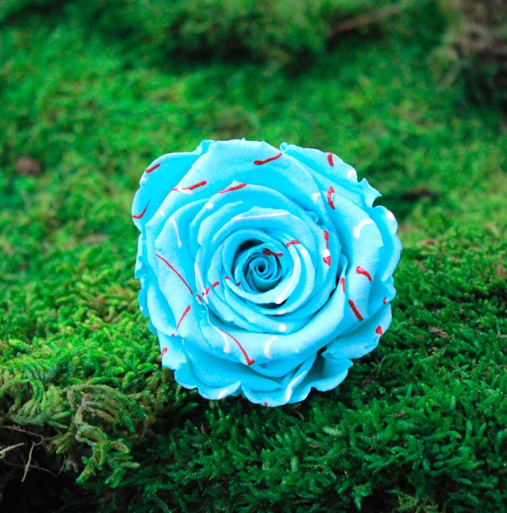 rosa naturale stabilizzata azzurra
