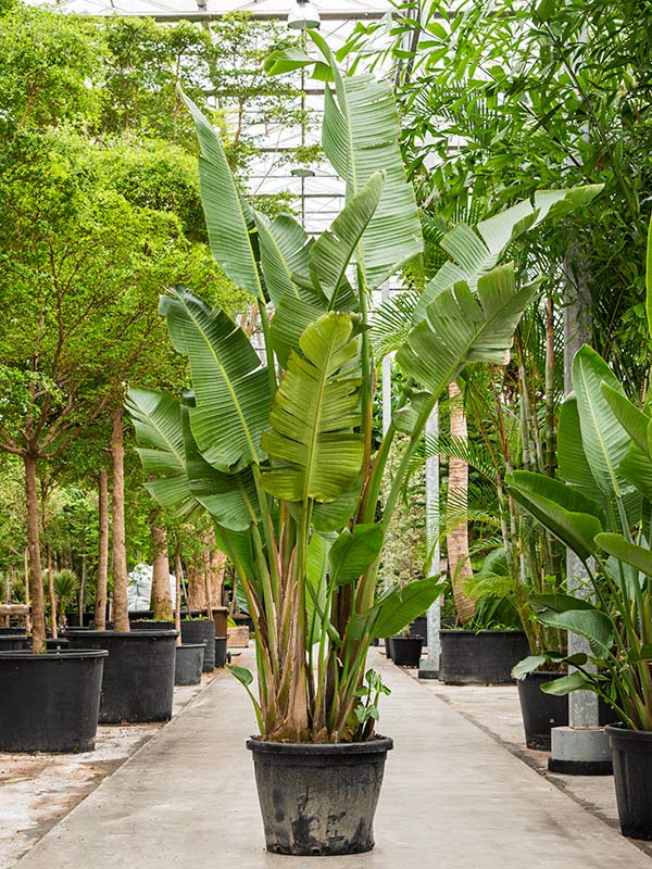 STRELITZIA NICOLAI