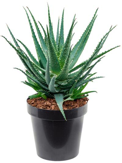 Aloe Arborescens