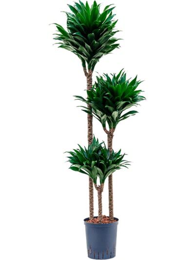 Dracaena Compacta