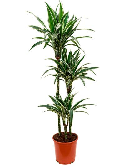 Dracaena Deremensis