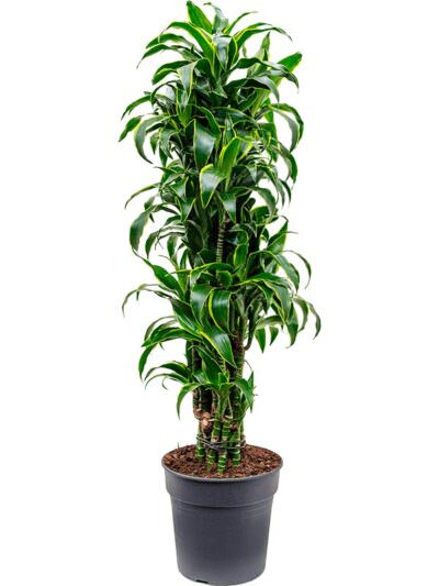 Dracaena Dorado