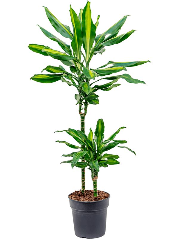 Dracaena Fragrans Cintho