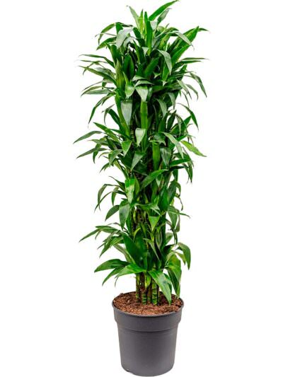 Dracaena Fragrans Janet Craig