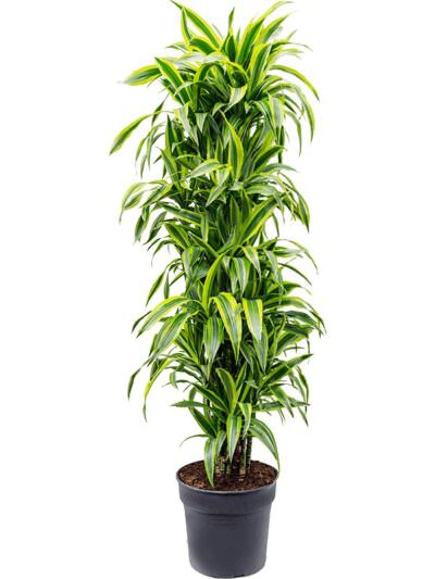 Dracaena Lemon Lime