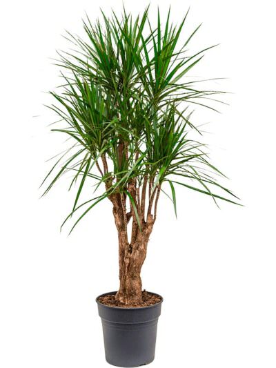 Dracaena Marginata