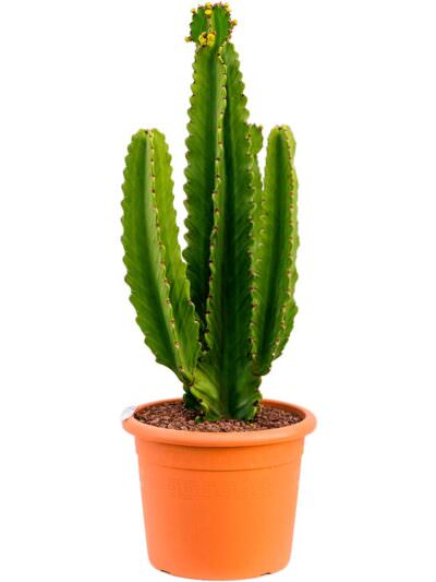 Euphorbia Ingens