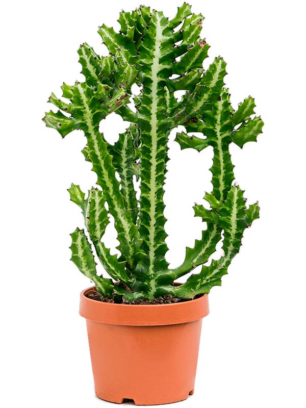 Euphorbia Lactea