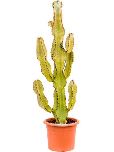 Euphorbia Marmorata