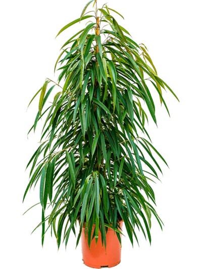 Ficus Binnendijkii Alii
