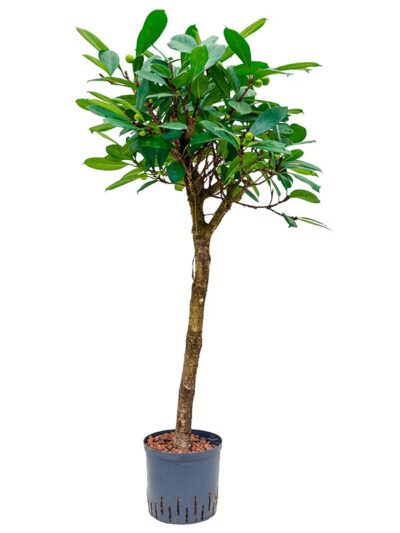 Ficus Cyathistipula