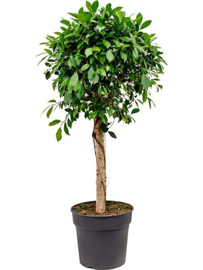 Ficus Microcarpa Nitida