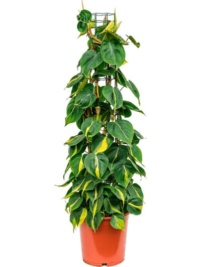 Philodendron Grand Brasil