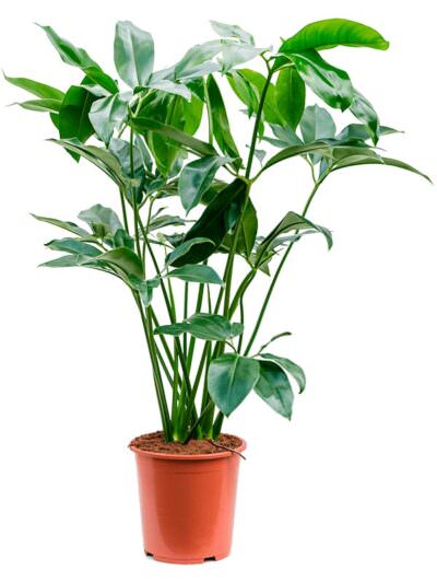 Philodendron Green Wonder