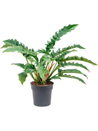 Philodendron Narrow