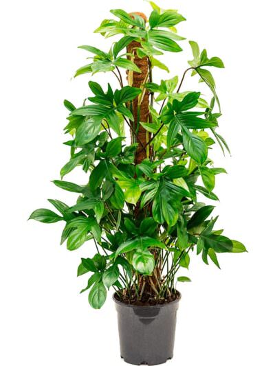 Philodendron Pedatum