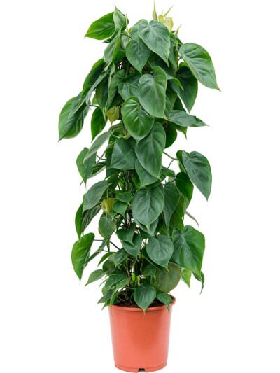 Philodendron Scandens