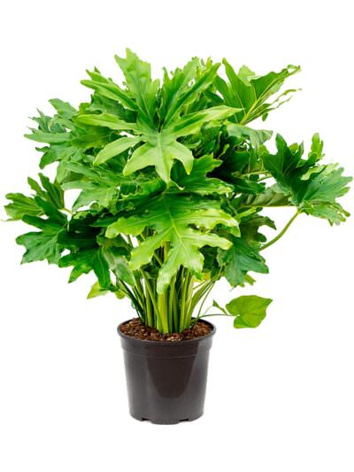 Philodendron Selloum